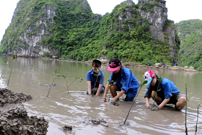 Học sinh Trường THPT Hòn Gai tham gia trồng rừng ngập mặn trên Vịnh Hạ Long, tháng 8-2015.