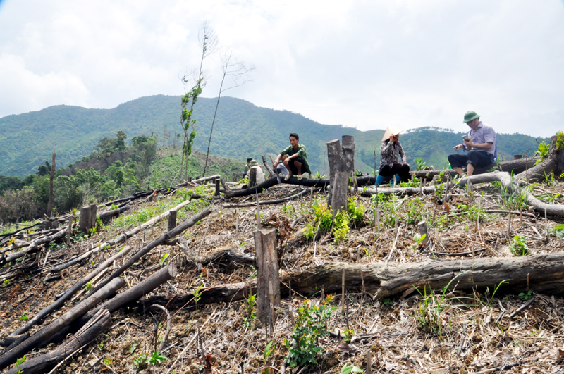 Hàng trăm ha rừng đặc dụng tự nhiên ở thôn Đồng Quặng, xã Đồng Lâm, Hoành Bồ đã bị chặt phá chỉ còn trơ lại những gốc cây khô.