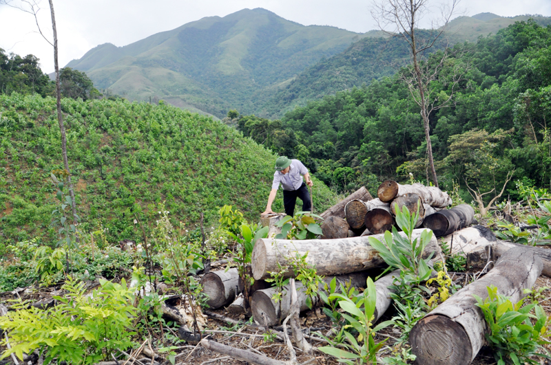 Dọc đường vào Khe Bùn đến Đèo Thông thuộc tiểu khu 77A, thôn Đồng Quặng, xã Đồng Lâm (Hoành Bồ) có rất nhiều súc gỗ to tập kết bên vệ đường.