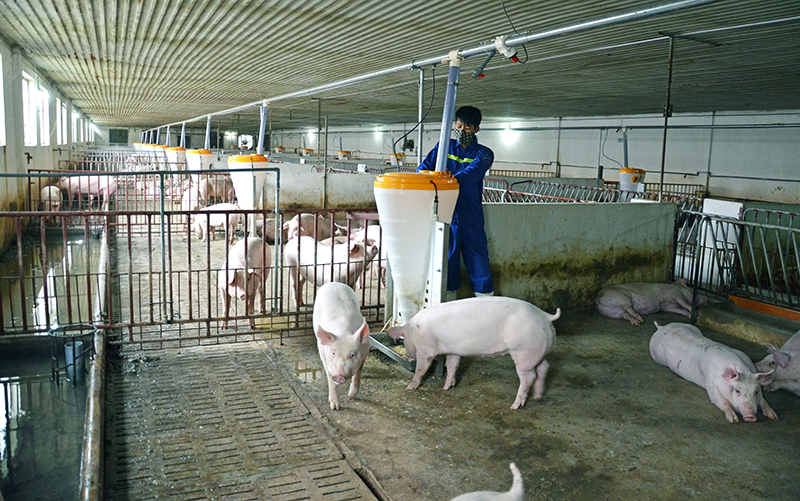 Trang trại nuôi lợn hướng nạc của Công ty CP Khai thác khoáng sản Thiên Thuận Tường.