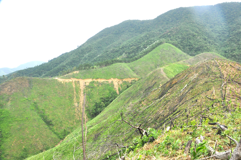 Diện tích rừng tự nhiên ở Hoành Bồ đang ngày càng bị thu hẹp