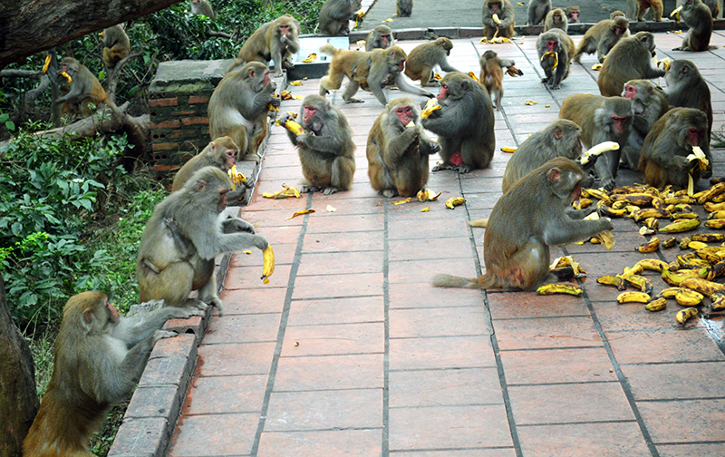 Trong bữa ăn, khỉ chúa, khỉ cái và khỉ con ăn vòng trong còn các con khỉ khác ăn vòng ngoài.