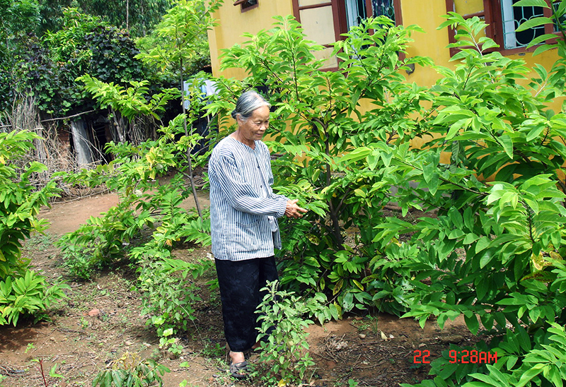 Bà Hoàng Thị Gái chăm sóc vườn na của Trại phong.