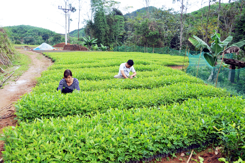 Vợ chồng anh Hoàng Văn Đồng, thôn Bản Phai, xã Hà Lâu, huyện Tiên Yên chăm sóc vườn keo giống.