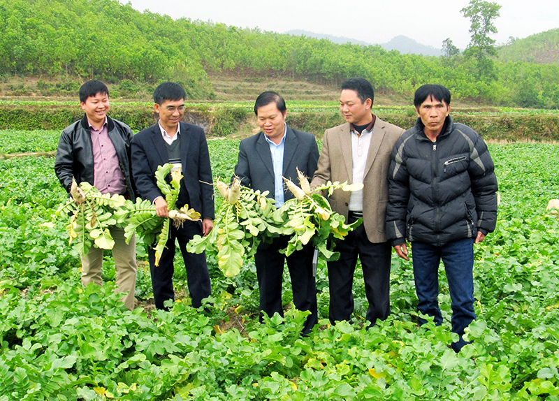 Lãnh đạo Hội Nông dân tỉnh kiểm tra thực tế mô hình trồng củ cải Đầm Hà tại xã Quảng Lợi (huyện Đầm Hà).  Ảnh: Thế Toàn (CTV)