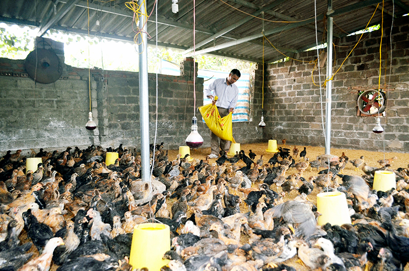 Anh Trần Quang Khương (thôn Đồng Tâm, xã Dực Yên, Đầm Hà) chăm sóc đàn gà.