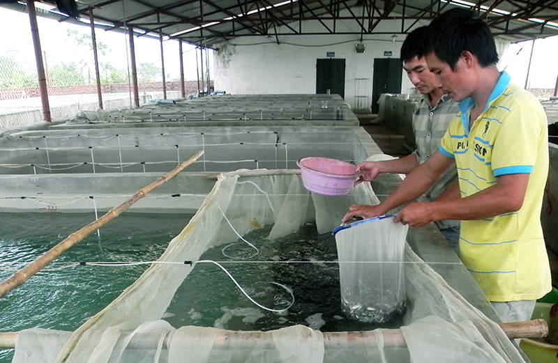 Sản xuất cá song giống tại Công ty CP Thuỷ sản Bắc Việt tại thôn Đầm Buôn, xã Đầm Hà.