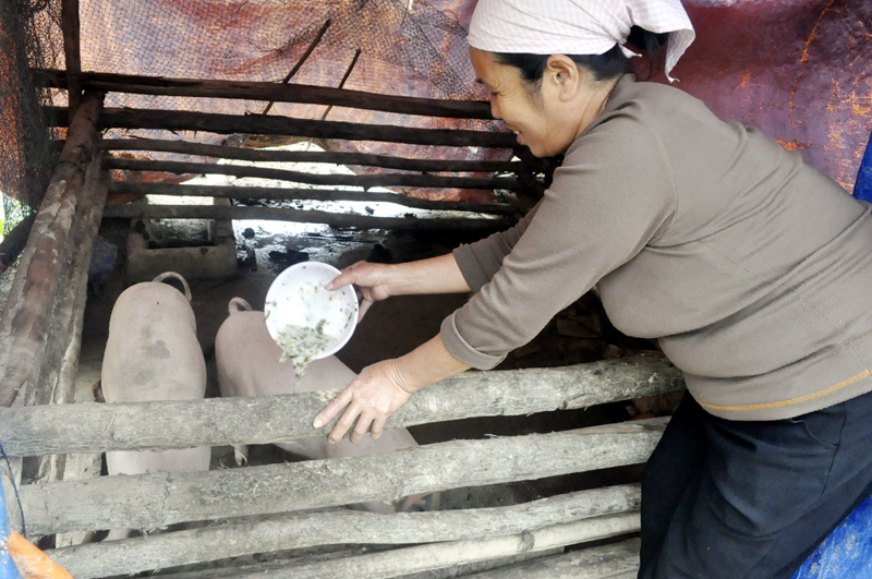 Sau mưa lụt, bà Nguyễn Thị Tiền, thôn Bản Sen đã đầu tư khôi phục lại hoạt động chăn nuôi của gia đình.