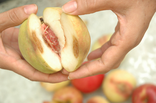 Tiếc quả thối, ăn dễ nhiễm khuẩn - Báo Quảng Ninh điện tử