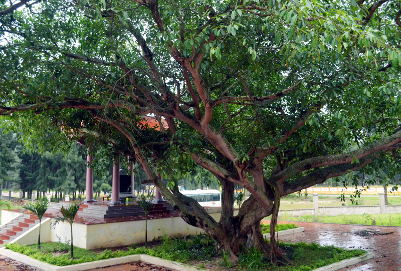 Cây đa và bia tưởng niệm tại Khu di tích Bác Hồ trên đảo Ngọc Vừng.