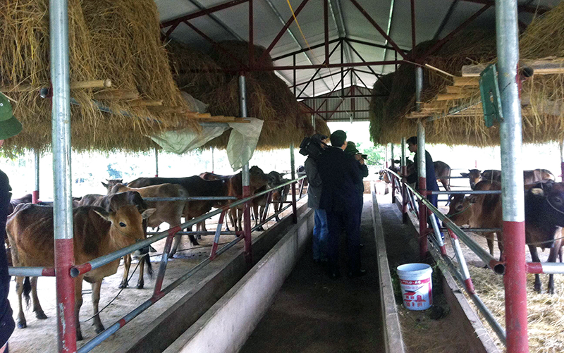 đoàn công tác của tỉnh kiểm tra công tác phòng chống rét cho gia súc gia cầm tại xã Dực Yên Đầm Hà