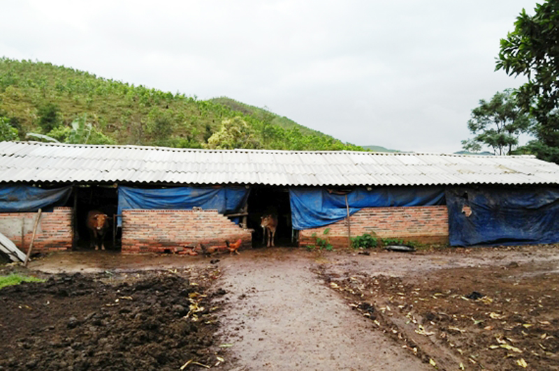 Chuồng trại chống rét của đàn gia súc tại khu 9, phường Mông Dương, TP Cẩm Phả