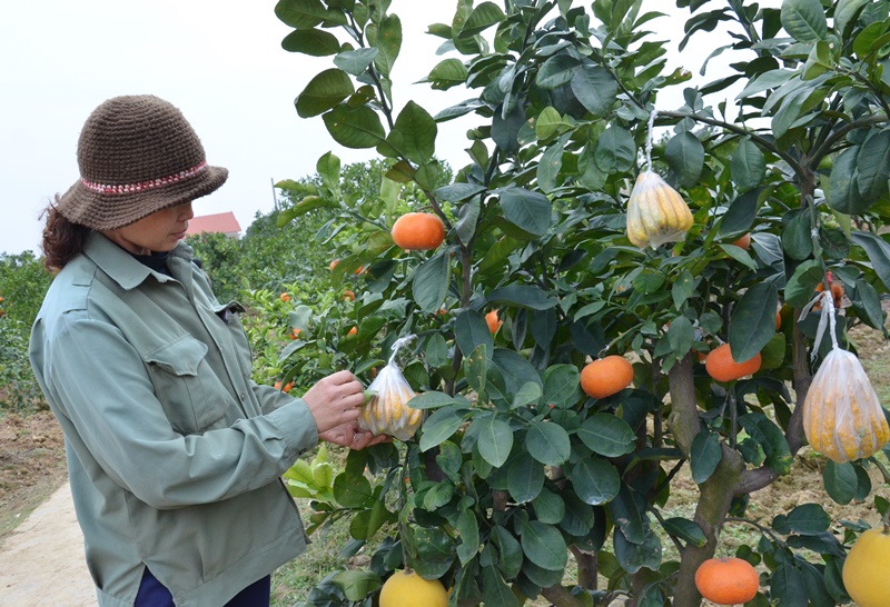 Nông dân TX Đông Triều chăm sóc, chống rét cho diện tích cây ăn quả đang chuẩn bị thu hoạch phục vụ Tết