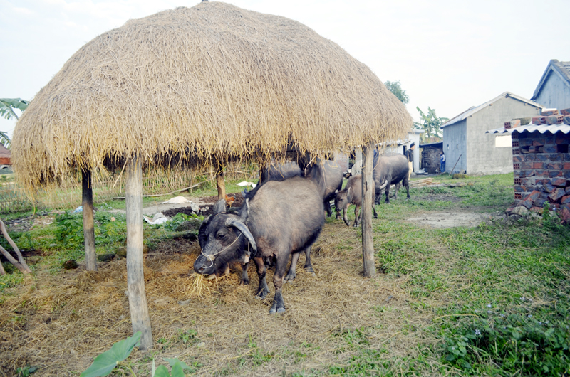 Người dân thôn Tân Đức, xã Quảng Đức (huyện Hải Hà) chủ động nguồn thức ăn cho gia súc trong thời tiết giá lạnh.