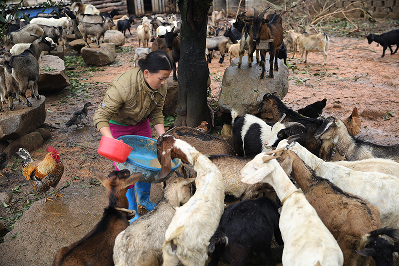 Hộ chăn nuôi tăng cường bữa ăn cho đàn gia trong những ngày rét đậm, rét hại.
