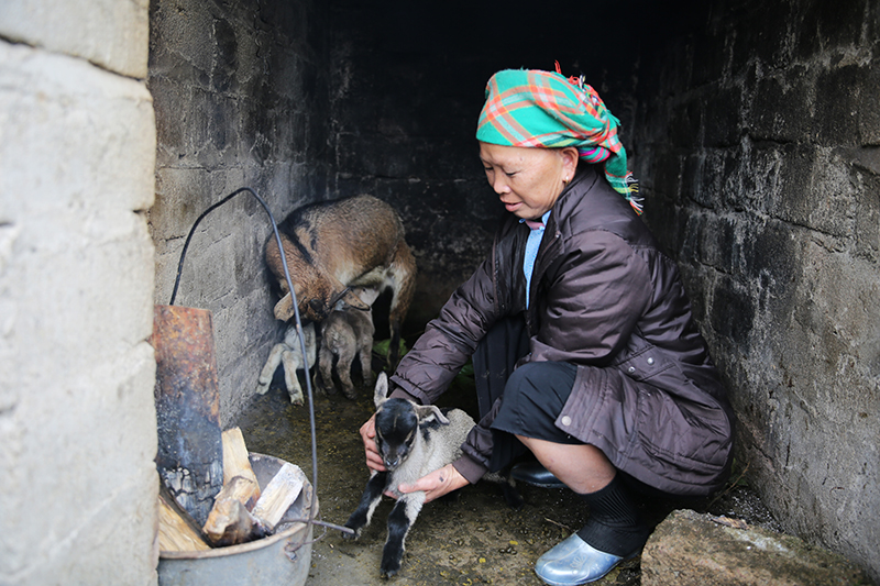 Người chăn nuôi huyện Bình Liêu đốt củi sưởi ấm cho đàn dê của gia đình.