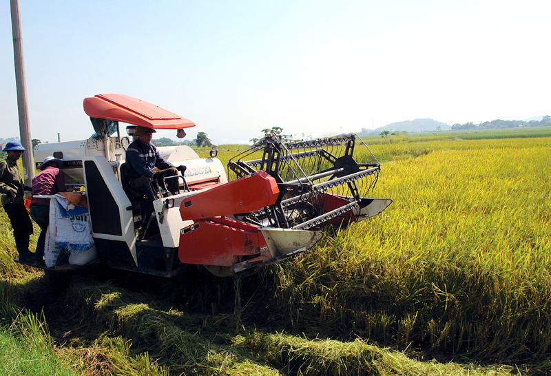 Thu hoạch lúa mùa bằng máy gặt đập liên hợp tại xã Hồng Phong, nơi 100% diện tích lúa đã được quy vùng sản xuất tập trung.