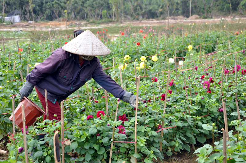 Nhân viên HTX Nông dược xanh Tinh hoa đang chăm sóc những luống hoa thược dược tại Thiên đường hoa Quảng La.