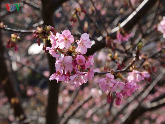   Được đặt tên theo thị trấn nhỏ yên tĩnh Kawazu ở bán đảo Izu, tỉnh Shizuoka, anh đào Kawazu (Kawazu-zakura) là một trong những loại sakura được trồng đầu tiên ở Nhật Bản. 