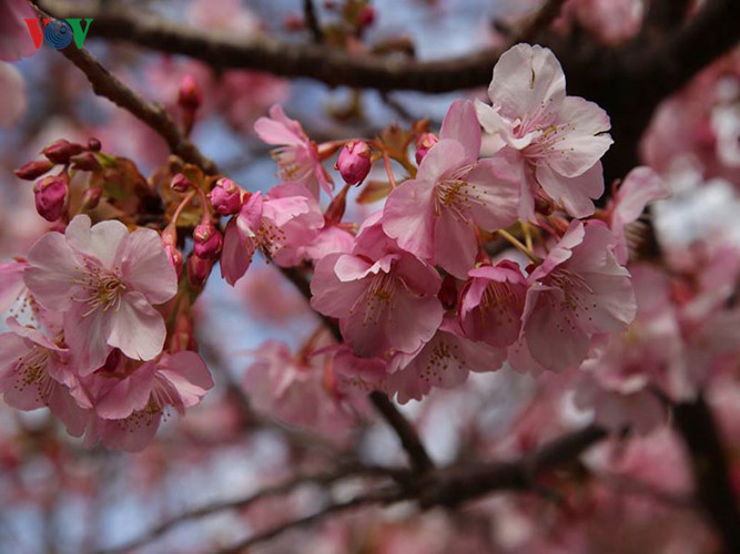   Kawazu-zakura là loại anh đào đơn có năm cánh hoa lớn, màu hồng đậm và là một trong những loại hoa anh đào nở sớm nhất xứ Phù Tang. 