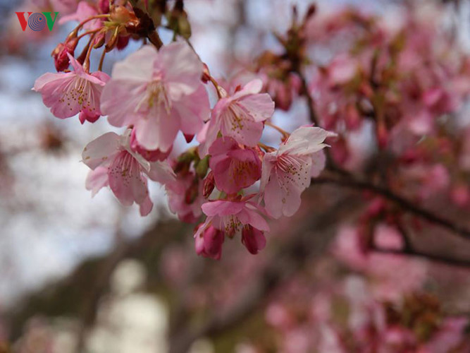 Trong văn hóa Nhật Bản, sakura tượng trưng cho sự sống mãnh liệt, thanh khiết nhưng mong manh