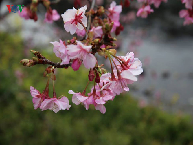 Loại hoa sakura ở Kawazu này ít phổ biến hơn ở nhưng vùng khác của Nhật Bản. Chúng nở trong suốt lễ hội được tổ chức hàng năm vào cuối tháng Hai đầu tháng Ba. 