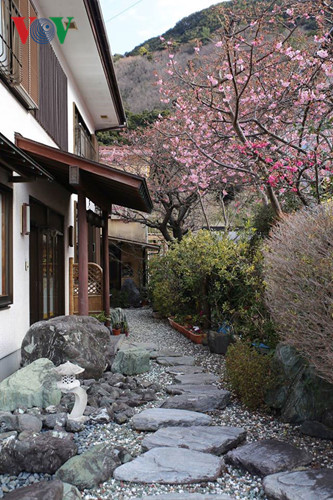   Quanh những ngôi nhà truyền thống ở chân núi vùng Kawazu, chủ nhà thường trồng cây anh đào.