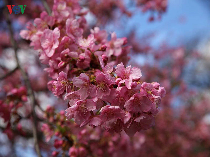 Từ xa xưa, hoa anh đào được xem là biểu tượng của mùa xuân ở xứ sở mặt trời mọc. Ngày nay, hoa anh đào - món quà vô giá mà thiên nhiên ban tặng được chọn làm quốc hoa của Nhật Bản. 