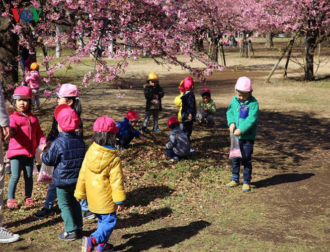 Những em bé thích thú nhặt những cánh sakura rơi ở công viên. 