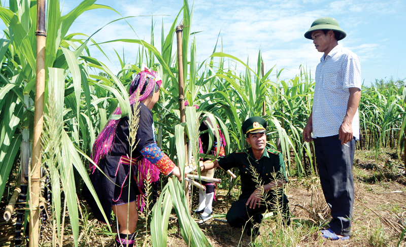 Mô hình trồng mía tím tại thôn Phình Hồ cho hiệu quả kinh tế cao.