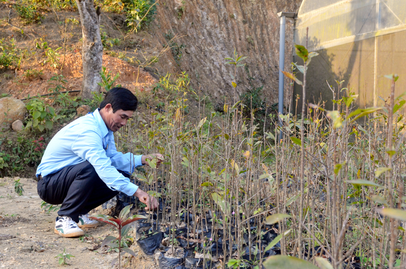 Nhân viên của Công ty CP Phát triển Tùng Lâm chăm sóc mai vàng trong vườn ươm.