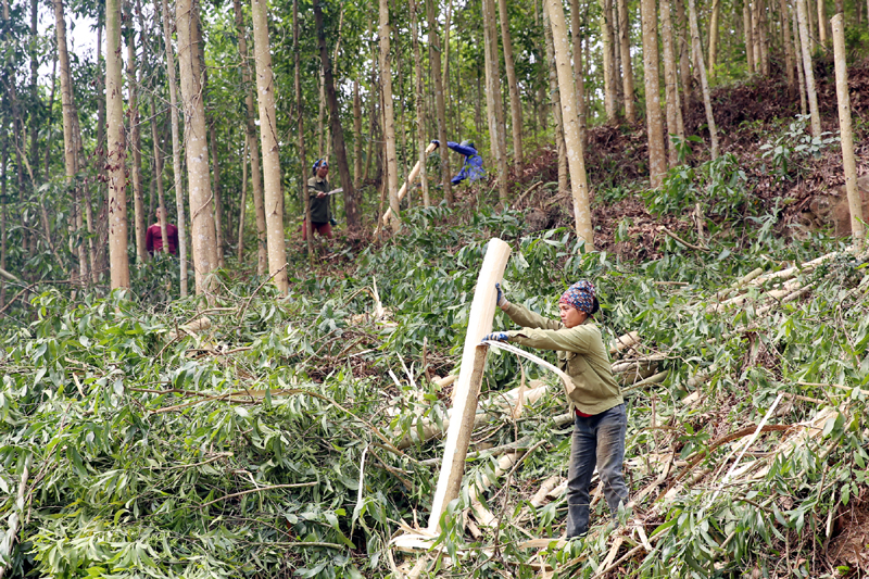 Dù chưa nhận tiền đền bù, gia đình chị Ngô Thị Sen (tổ 4, khu 6, phường Việt Hưng, TP Hạ Long) đã chủ động thu hoạch cây rừng để bàn giao mặt bằng cho đơn vị thi công.