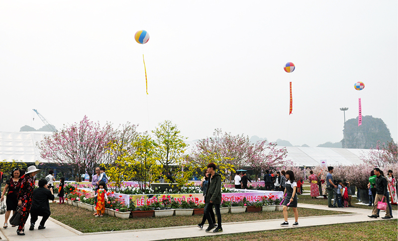 Lễ hội hoa Anh đào - Mai vàng Yên Tử, Hạ Long 2016 thu hút rất đông nhân dân, du khách đến tham quan.