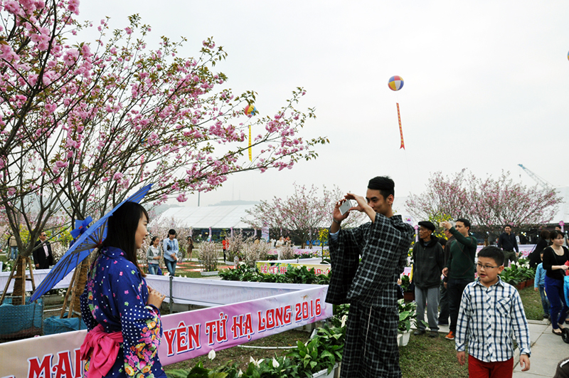 Du khách thích thú khi mặc trang phục kimono, chụp ảnh bên những câu anh đào Nhật Bản nở đầy hoa.