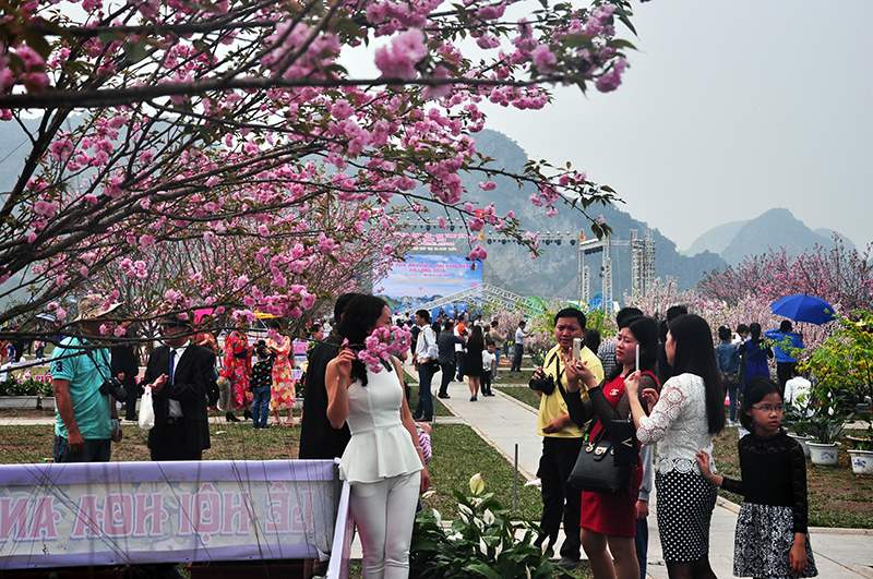 游客参观下龙樱花 – 安子黄梅花节