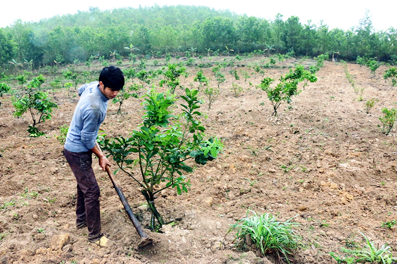 Sau gần 1 năm trồng thử, mô hình trồng bưởi Diễn và chanh đào của gia đình anh Phạm Đức Bằng, thôn Hải An (Quảng Thành) đang phát triển tốt.