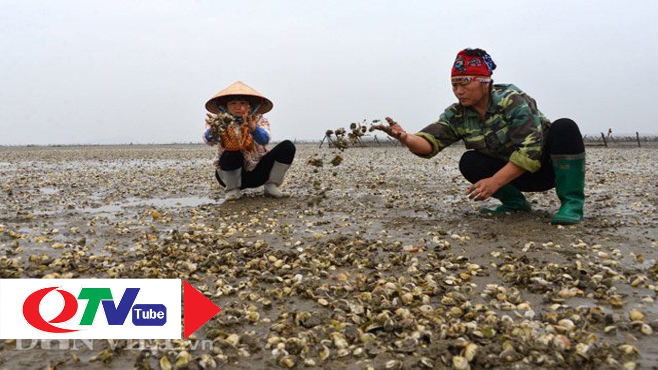 Vì sao ngao chết hàng loạt tại Hải Hà?