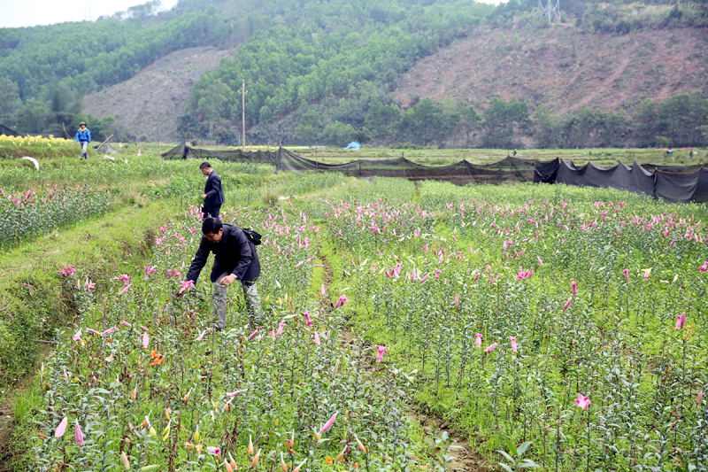 Một số hộ dân xã Hoà Bình tự nguyện nhổ bỏ các ruộng trồng hoa ly của gia đình.