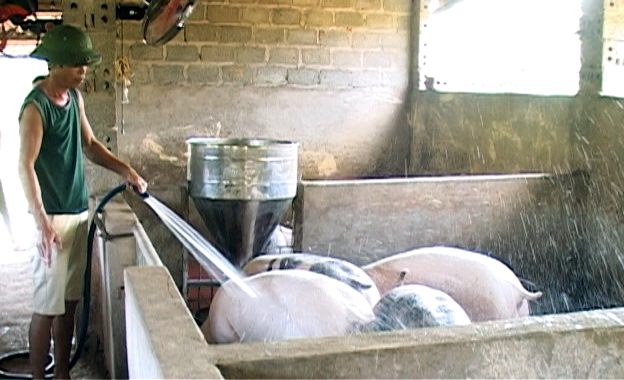 Mô hình nuôi lợn đem lại hiệu quả kinh tế cho gia đình anh chị Dương Thị Hoàng (thôn Tân Hợp, xã Tân Lập, huyện Đầm Hà).
