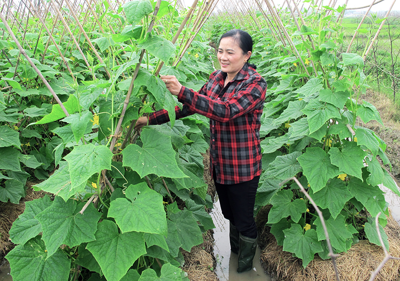 Chị Đặng Thị Huyên không chỉ là một Trưởng khu năng động, được bà con tín nhiệm còn là một “nông dân” sản xuất giỏi trên đồng đất quê hương.
