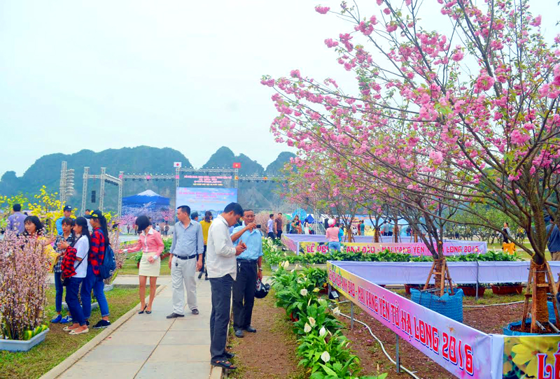 Du khách tham gia Lễ hội Hoa anh đào - Mai vàng Yên Tử, Hạ Long 2016. Ảnh: Nguyễn Hoa