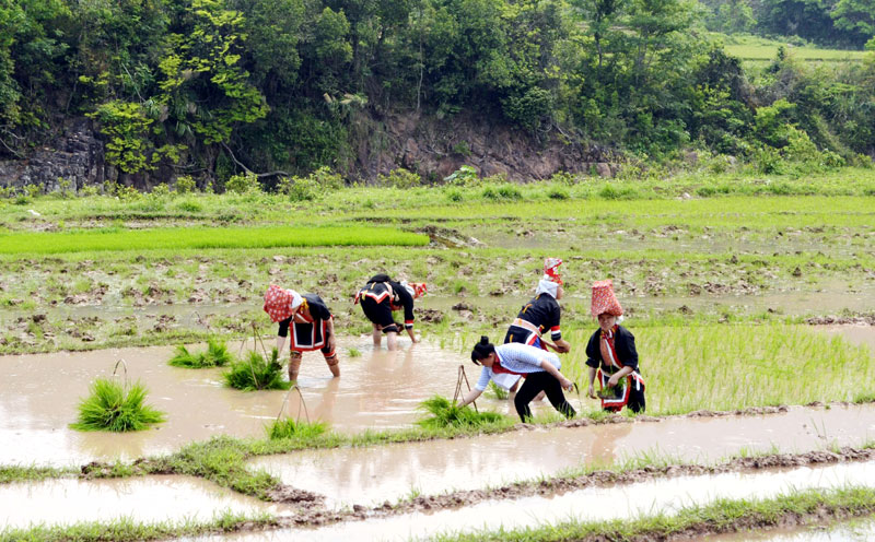 Đẩy mạnh phong trào thi đua hướng về cuộc bầu cử, nông dân thôn Phiêng Sáp (xã Đồng Tâm, huyện Bình Liêu) tích cực, khẩn trương xuống đồng cấy lúa vụ xuân - hè.