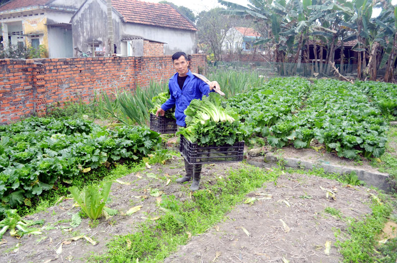 Ông Dương Văn Việt, thôn An Biên 2, xã Lê Lợi (Hoành Bồ) là người trồng rau theo hướng VietGAP, thế nhưng sản phẩm rau vẫn bị người tiêu dùng chê do rau chưa có thương hiệu.