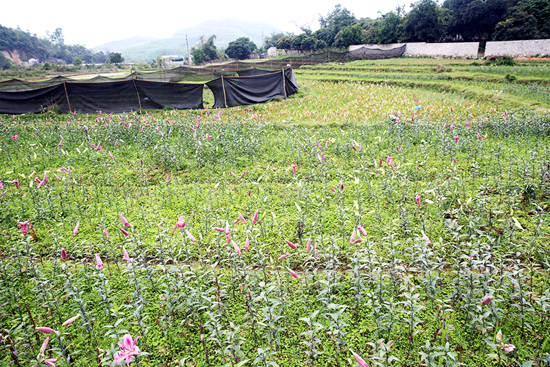 Xã Hoà Bình (Hoành Bồ) có 96 hộ dân trong diện phải GPMB thi công đường cao tốc Hạ Long - Vân Đồn thì có đến 84 hộ trồng hoa ly trên ranh giới thi công.