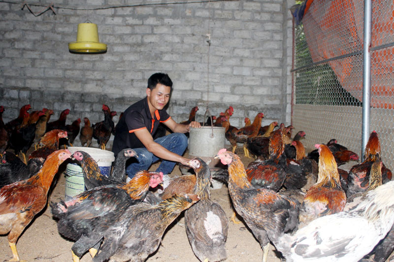 Mỗi năm từ nuôi gà mang lại cho Phạm Gia Thành (khu Dốc Đỏ 2, phường Phương Đông, TP Uông Bí) lợi nhuận trên 120 triệu đồng.