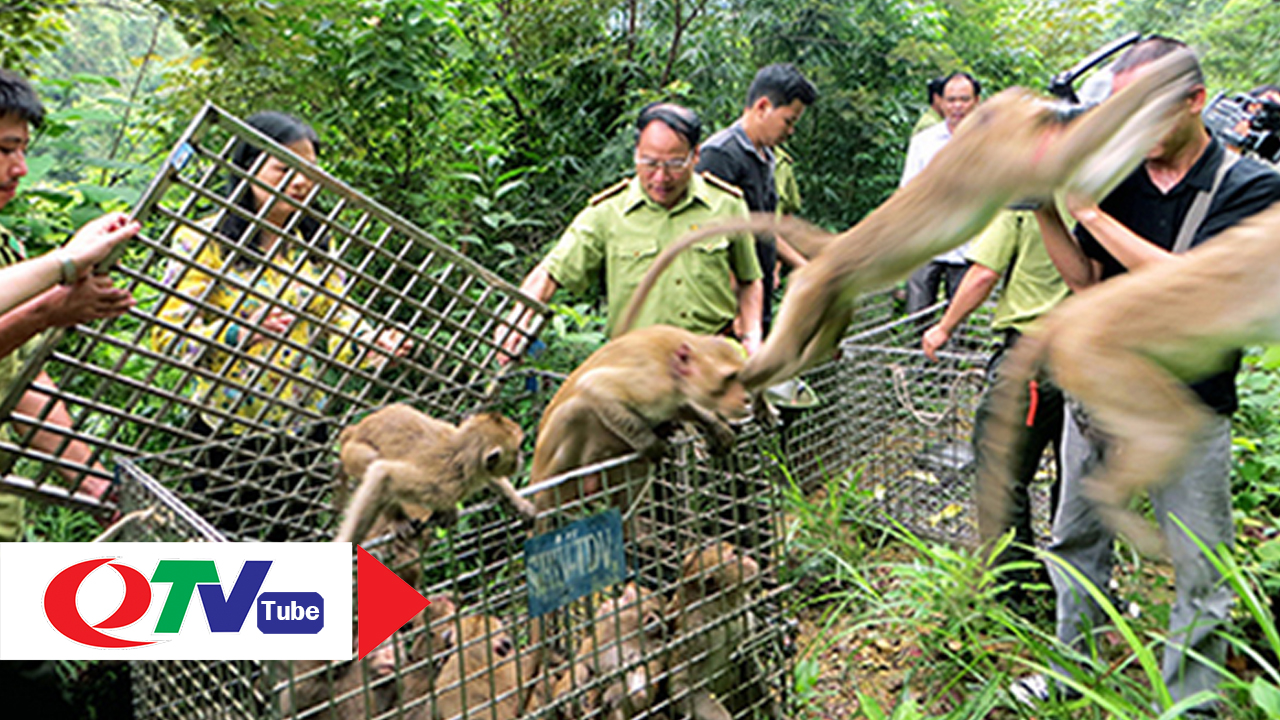 Thả động vật hoang dã về với tự nhiên