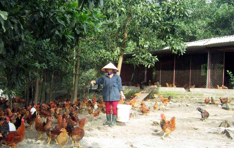 Gia đình chị Đoàn Thị Thu Cúc, khu 8, thị trấn Trới (Hoành Bồ) là một trong những hộ nhiều năm nuôi gà Bang Trới.