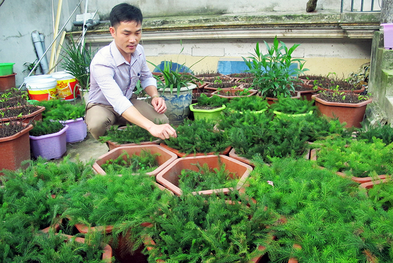 Kỹ sư Phạm Văn Sự chăm sóc những chậu cây tùng đang được nhân giống bằng cành.