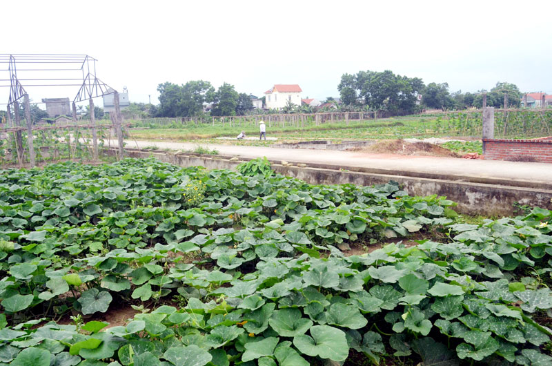 Thôn 4, xã Quảng Minh là địa chỉ tin cậy về cung cấp rau sạch của huyện Hải Hà.