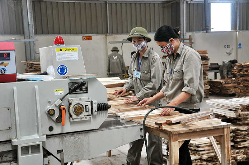 Chế biến gỗ tại Nhà máy gỗ Thanh Lâm (xã Tân Bình).